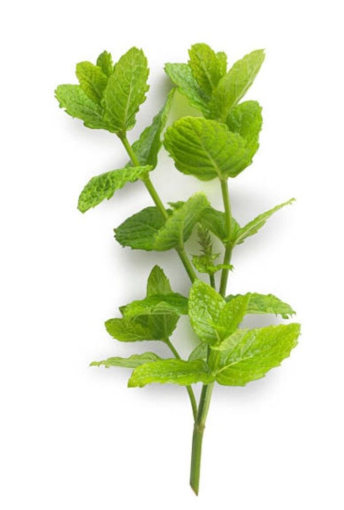 Victorian Herbs - Mint