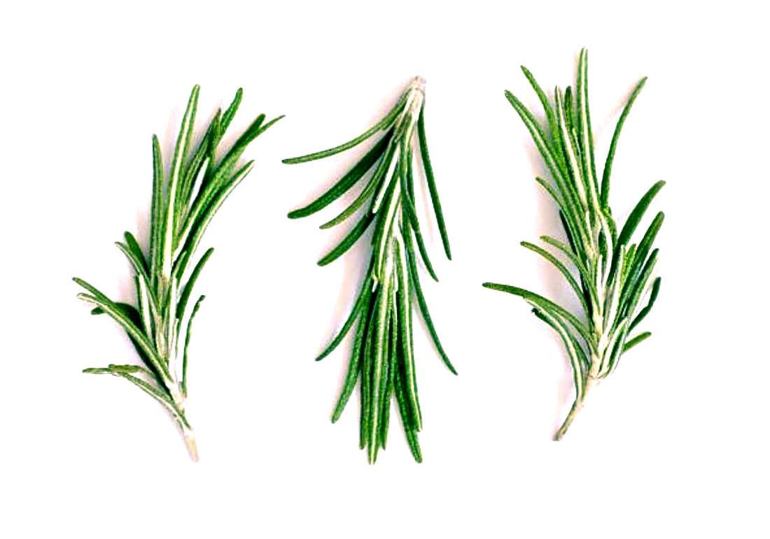 Victorian Herbs - Rosemary