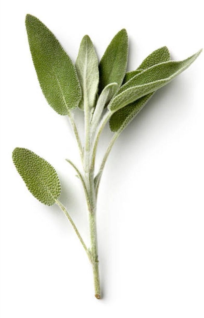 Victorian Herbs - Sage