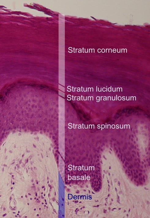 upper layers of human skin
