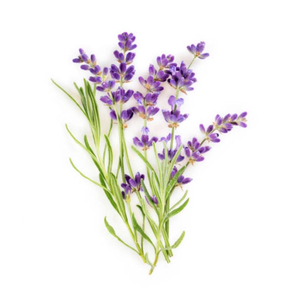 Victorian Herbs - Lavender